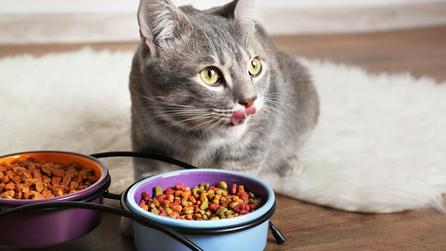 Rekomendasi Makanan Kucing Yang Bagus Untuk Bulu