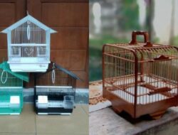 10+ Rekomendasi Sangkar Burung Minimalis Modern Terbaru