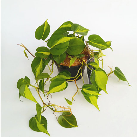 Tanaman Hias Philodendron Hederaceum