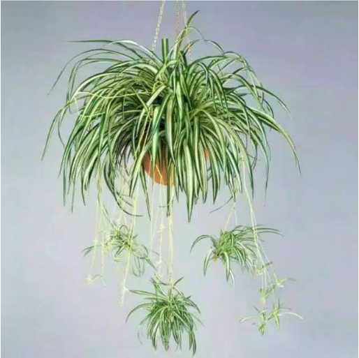 Tanaman Hias Spider Plant