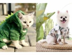 10+ Rekomendasi Model Baju Kucing Anggora dan Persia yang Lucu