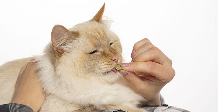 Rekomendasi Vitamin Penambah Nafsu Makan Kucing